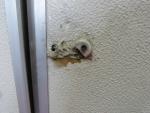 Caravan Motorhome Stable Entry Door  800x520(x2) REF CONWY image 2