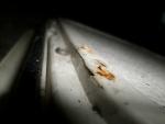 Used Caravan Battery Box Door 600mm x 320mm image 4